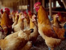 父母代種雞喂養程序 